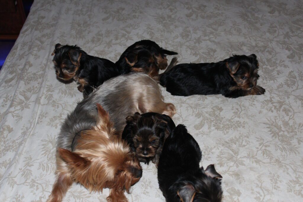 Cuccioli di yorkshire Terrier disponibili dal 14/07/2025