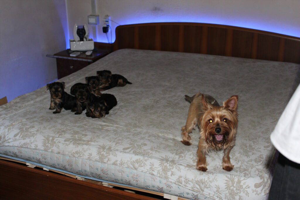 Cuccioli di yorkshire Terrier disponibili dal 14/07/2025