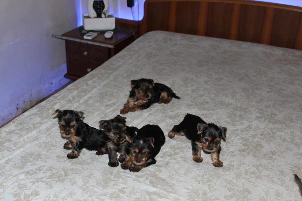 Cuccioli di yorkshire Terrier disponibili dal 14/07/2025