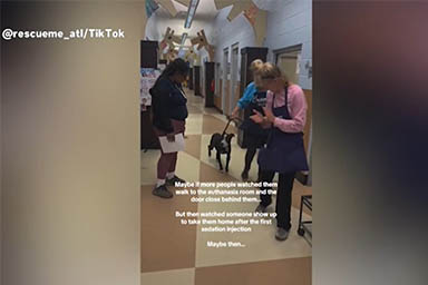 Era già sedato, poi il lieto fine: il cane Bruce salvato dall'eutanasia