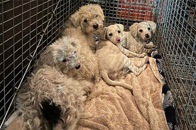 Abbandonati in discarica, cagnolina protegge i suoi cuccioli fino a quando non vengono salvati