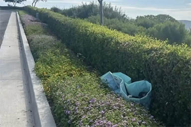 Lieto fine per dieci cuccioli abbandonati all'interno di una piscina