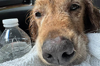 La storia di Harper, fuggita dopo l'adozione e ritrovata dopo un mese