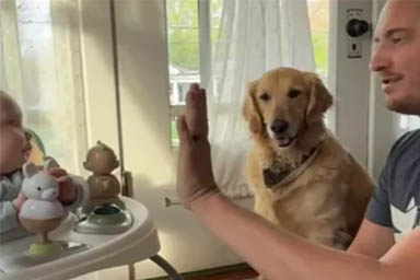 Insegna al figlio a dare il cinque e il cane Nelly impara a farlo rubandogli la scena
