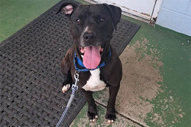 Cane del rifugio tocca un uomo con la zampa e lo salva da un attacco epilettico