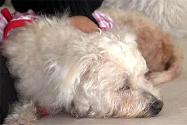 La credono morta: dopo 4 anni famiglia ritrova la sua cagnolina Sugar