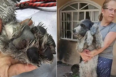 La storia del cane Fenix, dalle fiamme alla ricerca di una nuova famiglia