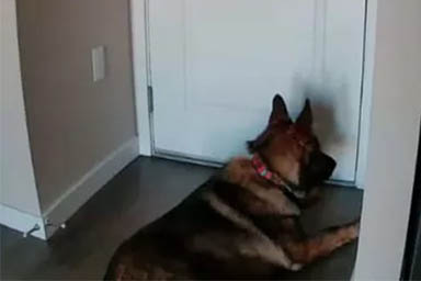 Sorvegliano il loro cane Zeppelin installando una telecamera: la scoperta che commuove