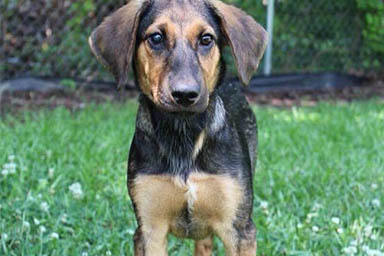 Nola, la cagnolina che scavalca le recinzioni del giardino per amicizia