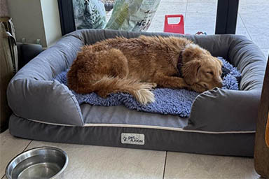 Fugge per 160 chilometri, con pure una nuotata tra due isole: il ritorno a casa di Amber