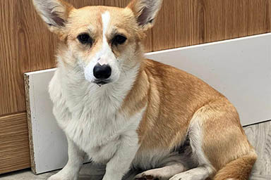 Insegue per 3 km cane che corre nel traffico e lo salva