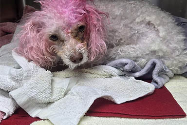 Abbandonato alla fermata dell'autobus con il pelo rosa: la storia del cane Willow