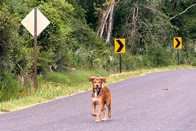 Sente di fare una deviazione e salva una cagnolina dalla strada