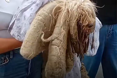 Soñador, una massa informe per dieci anni abbandonata in un terrazzo