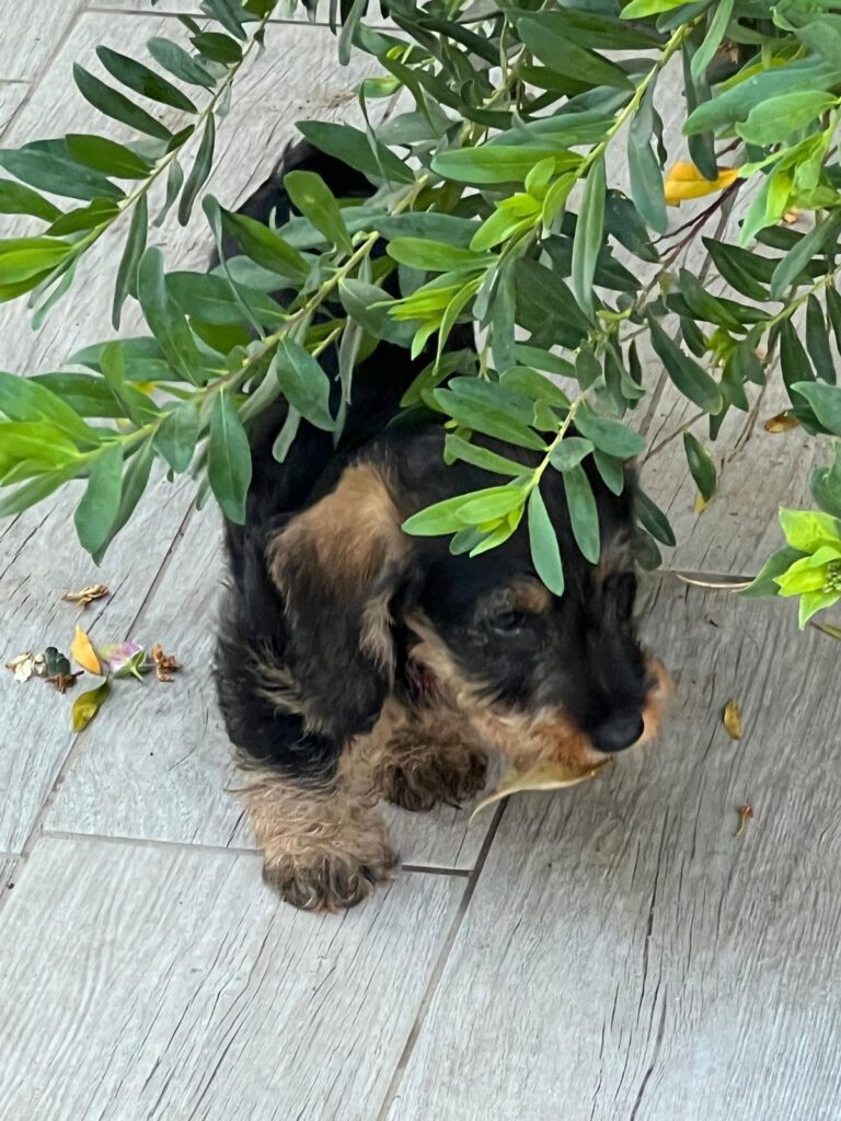 bassotto a pelo duro