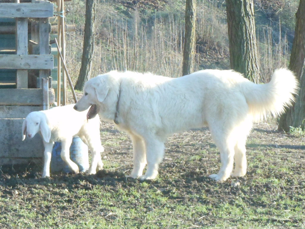 Spettacolari cuccioli di Pastore Maremmano Abruzzese