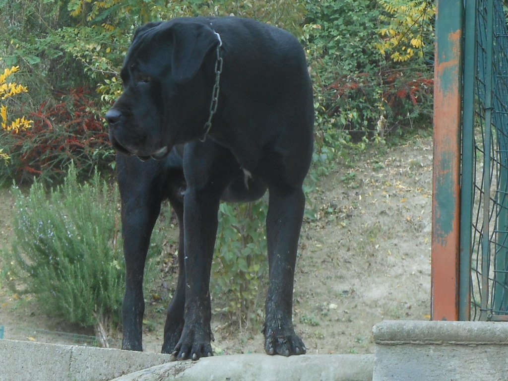 spettacolari cuccioli di Cane Corso