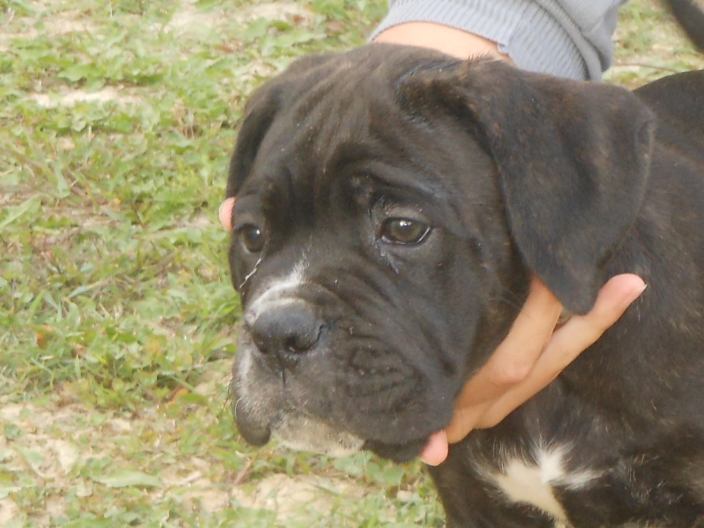 spettacolari cuccioli di Cane Corso