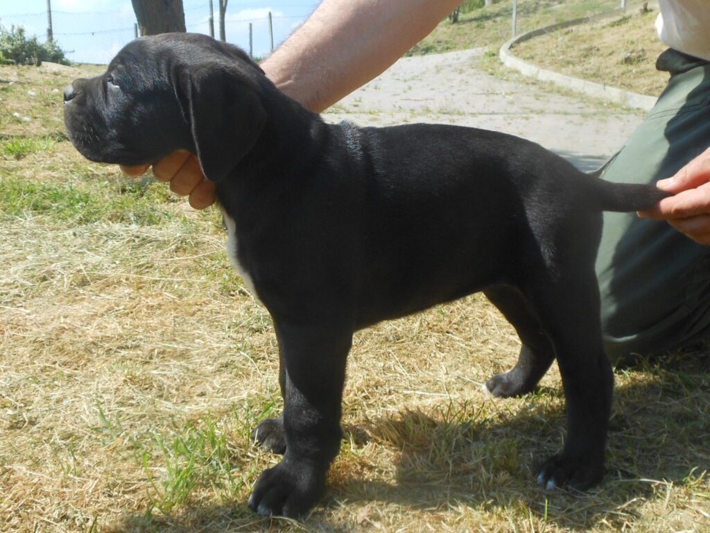spettacolari cuccioli di Cane Corso