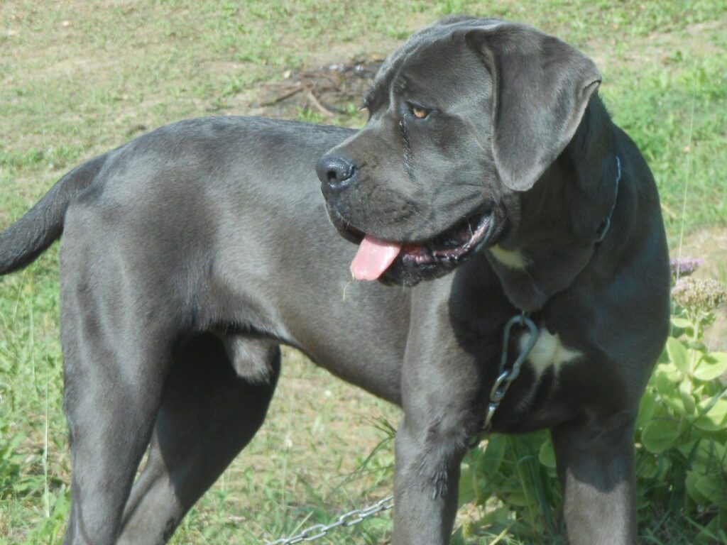 spettacolari cuccioli di Cane Corso