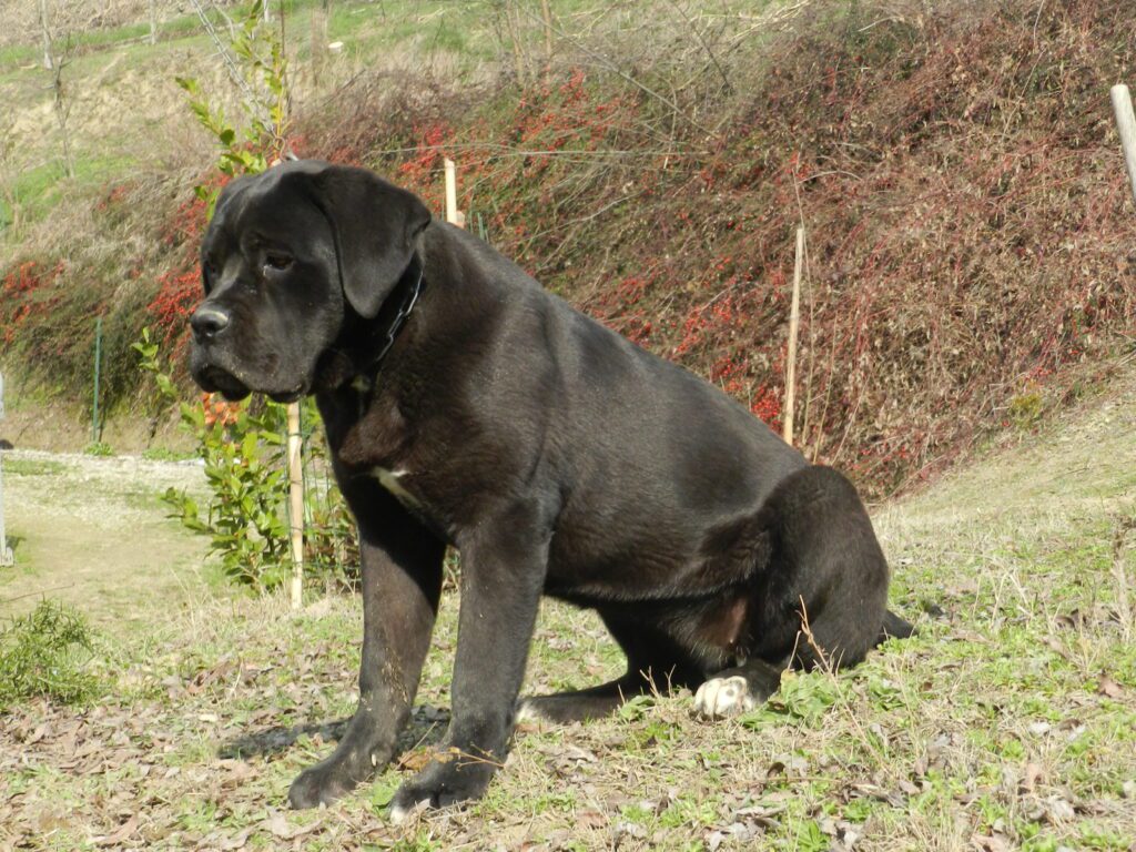 spettacolari cuccioli di Cane Corso