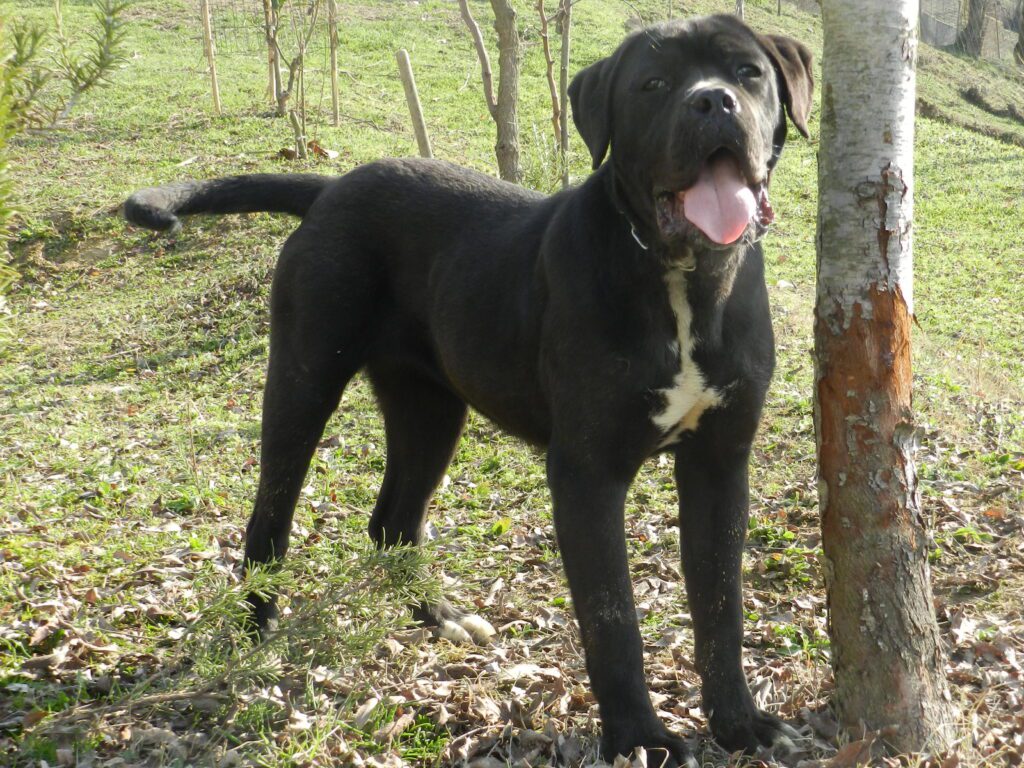spettacolari cuccioli di Cane Corso