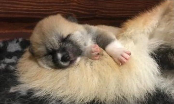 Prenotazioni CUCCIOLI DI AKITA LOMBARDIA