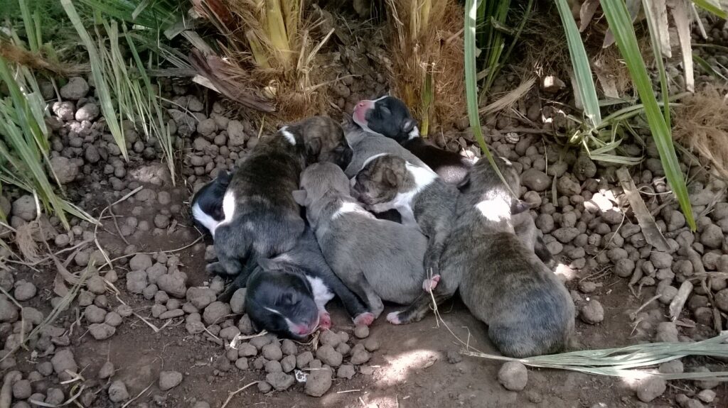 Cucciolo Amstaff Nero con pedigree a Bari in Puglia
