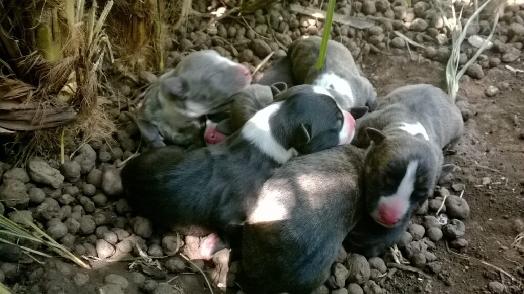 Cucciolo Amstaff Nero con pedigree a Bari in Puglia