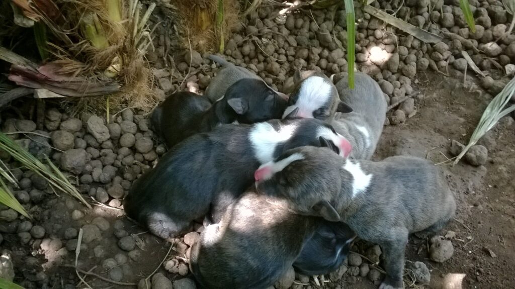 Cucciolo Amstaff Nero con pedigree a Bari in Puglia
