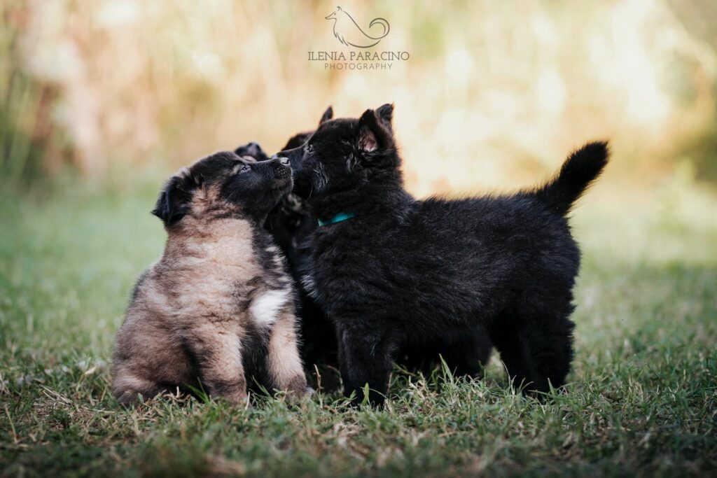 cuccioli pastore belga
