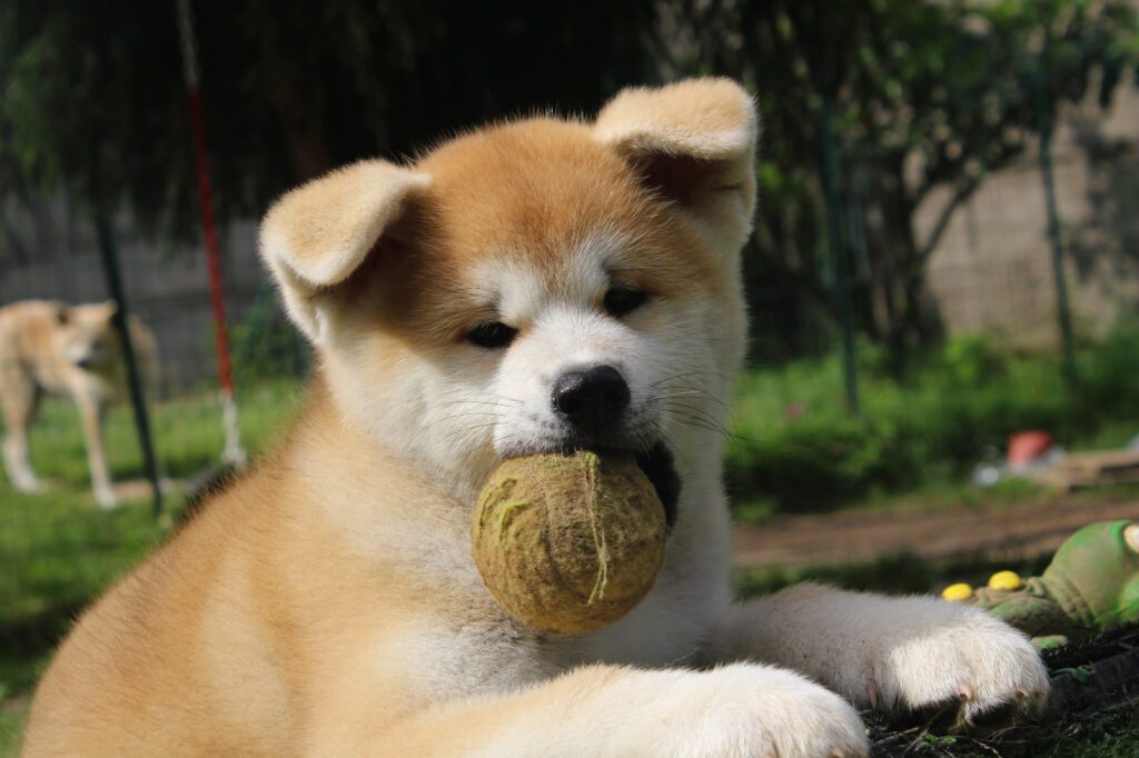 DISPONIBILI CUCCIOLI DI AKITA DA ALLEVAMENTO ENCI