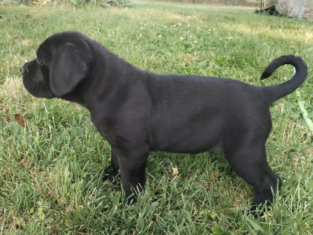 Cuccioli Cane Corso maschi
