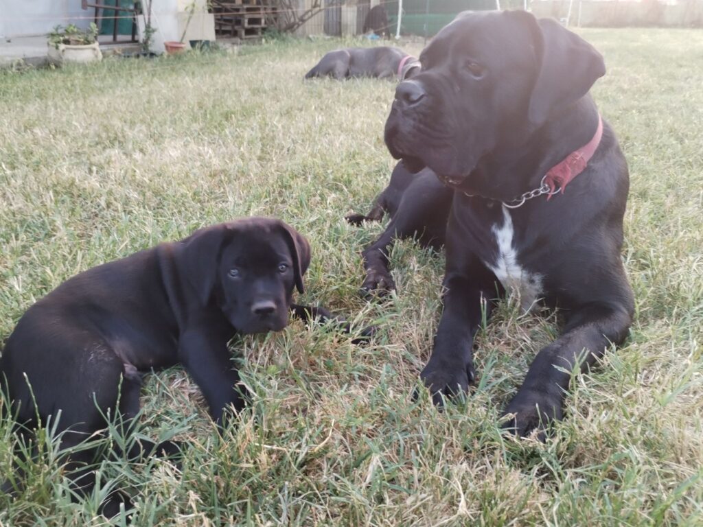 Cuccioli Cane Corso maschi