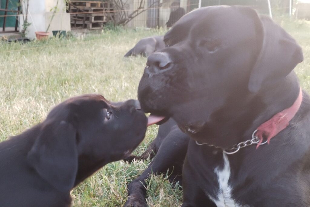 Cuccioli Cane Corso maschi