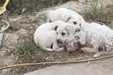 cagnolini in discarica