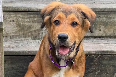 cane in mezzo strada