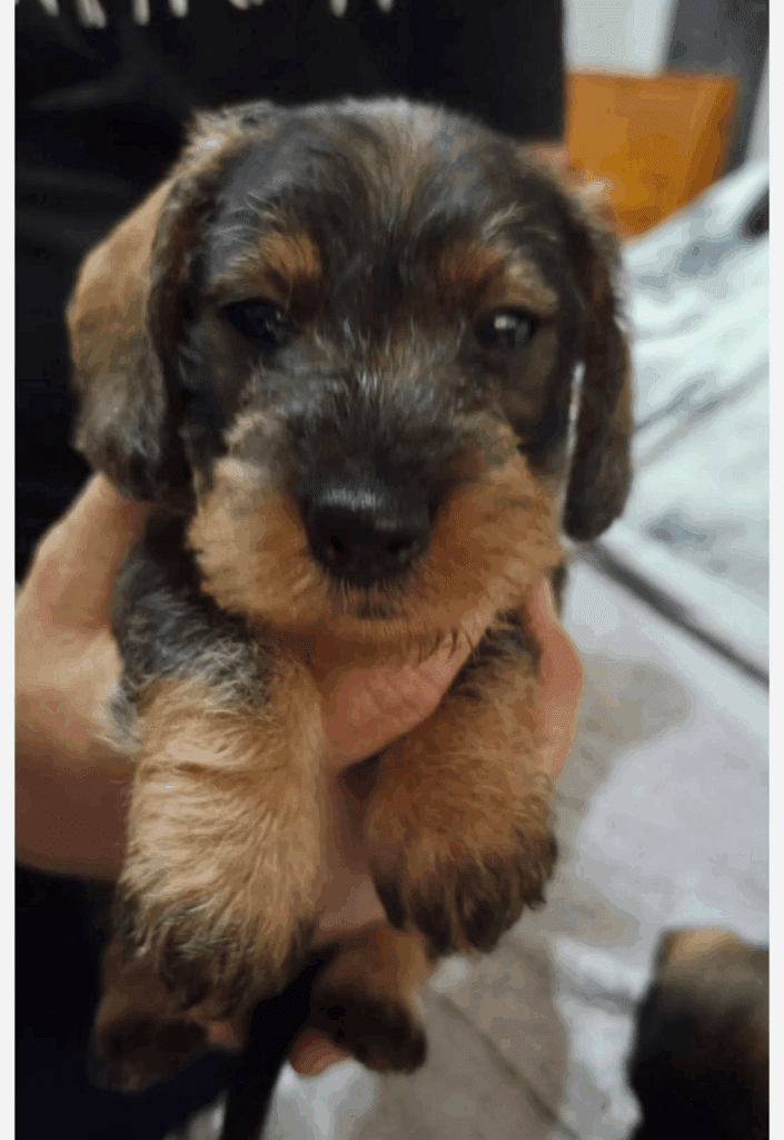 bassotto a pelo duro