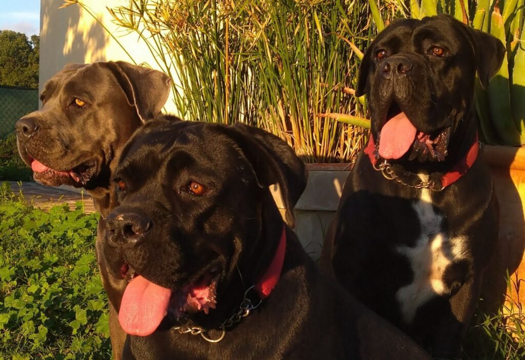 Cuccioli Cane Corso maschi