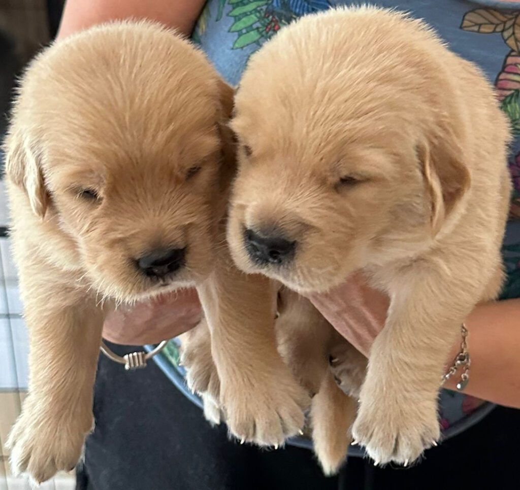Cuccioli di Golden Retriver Americani 100%
