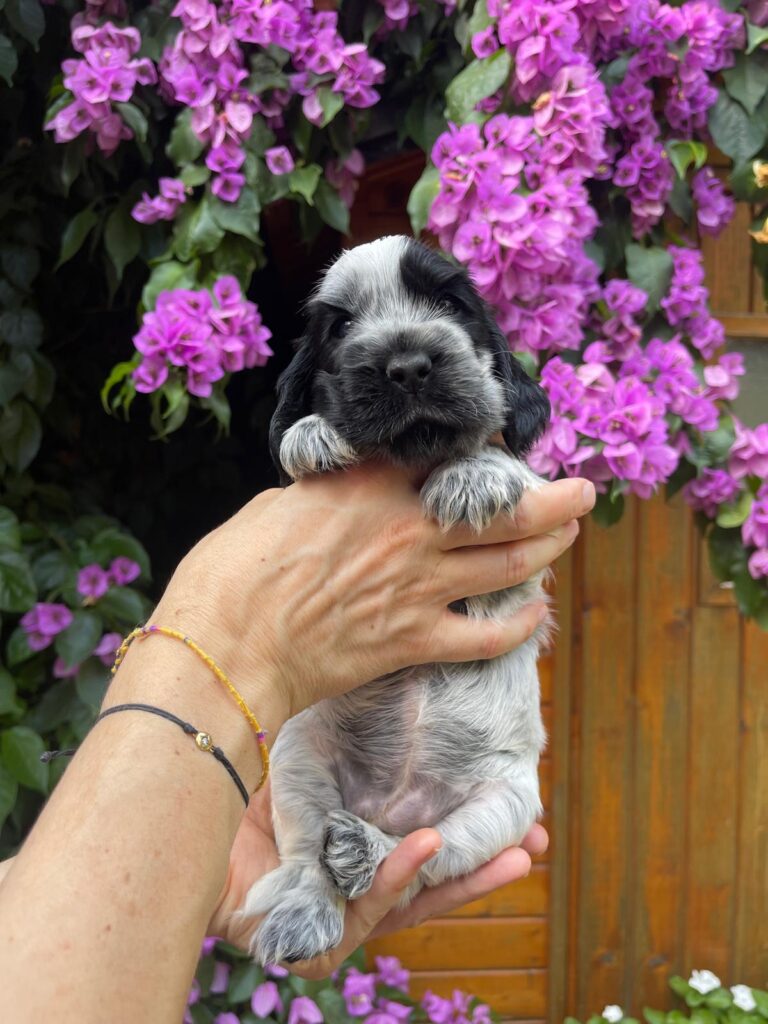 Cuccioli Cocker Spaniel Inglese