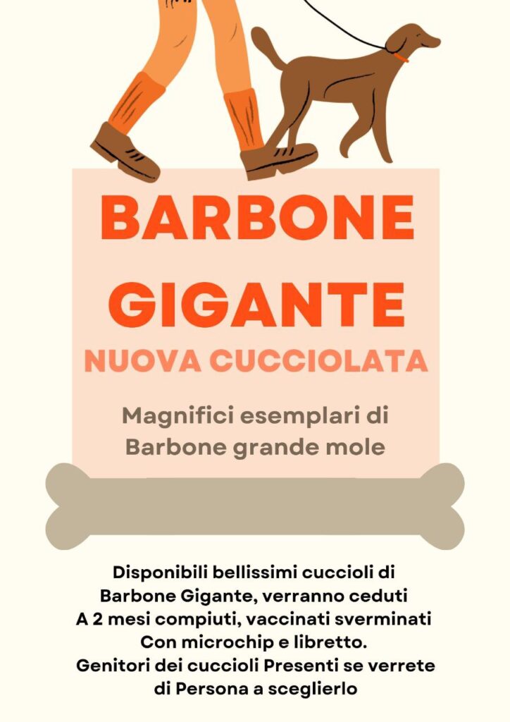 CUCCIOLI DI BARBONE GRANDE MOLE