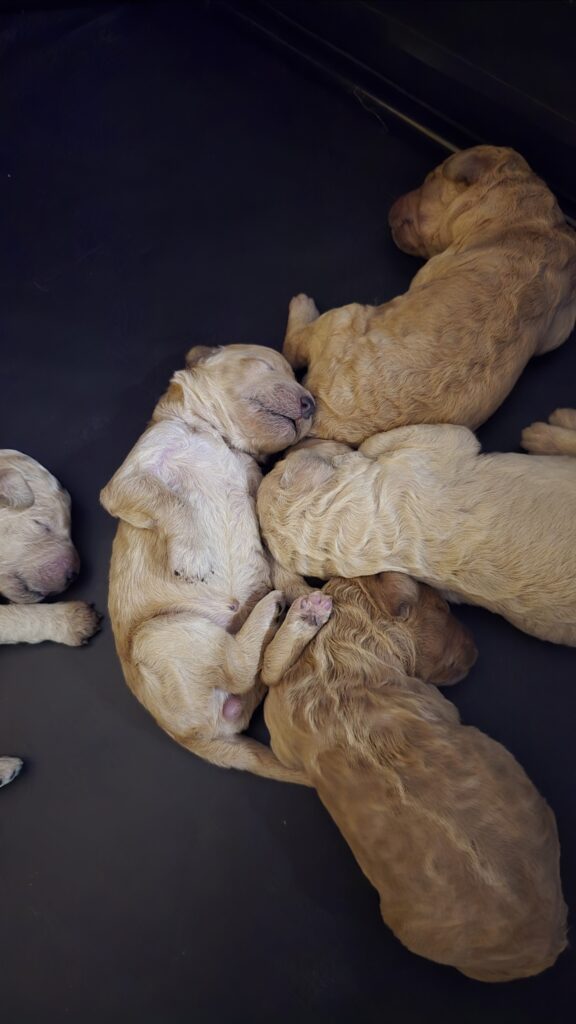 CUCCIOLI DI BARBONE GRANDE MOLE