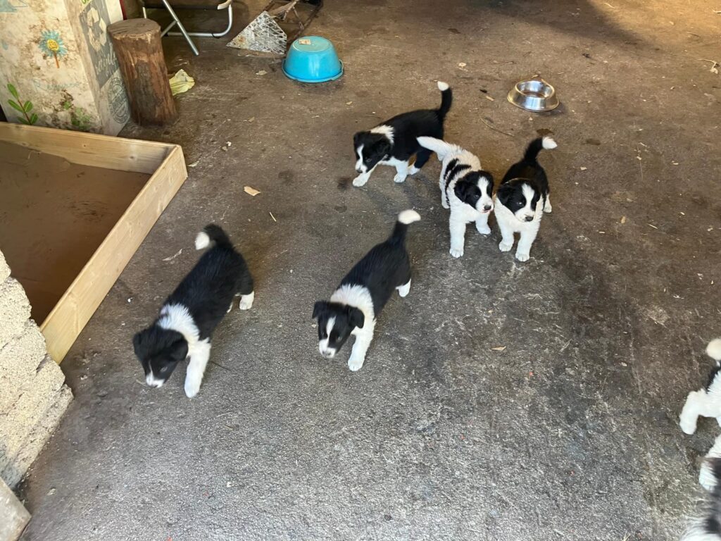 Cucciole di Border Collie
