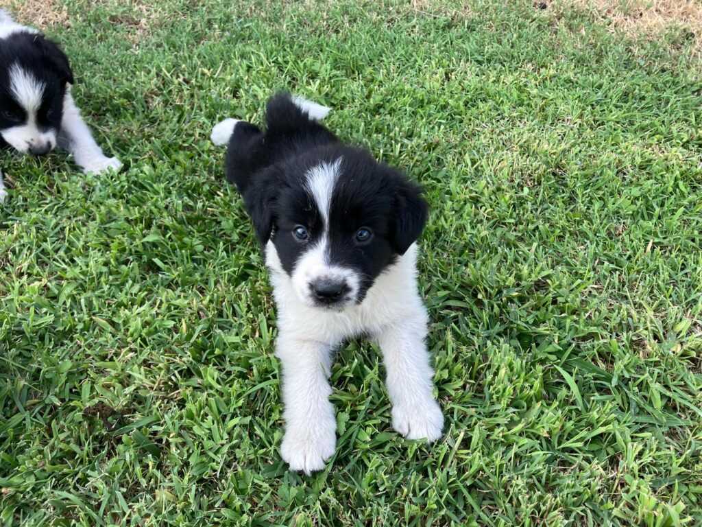 Cucciole di Border Collie