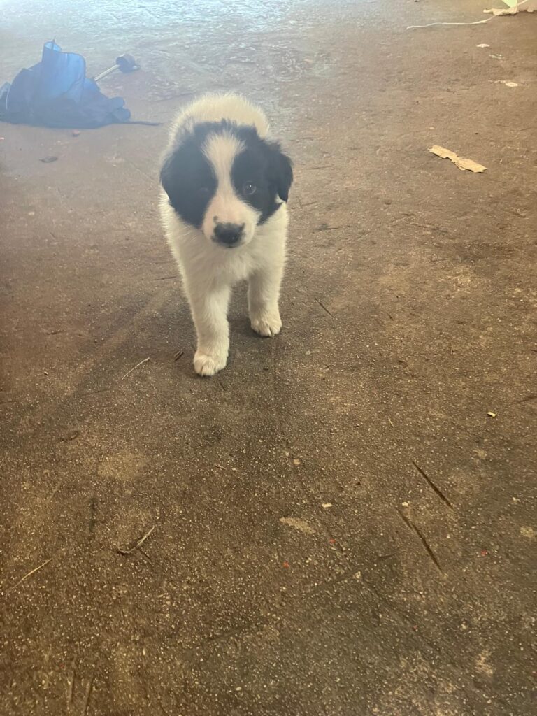 Cucciole di Border Collie
