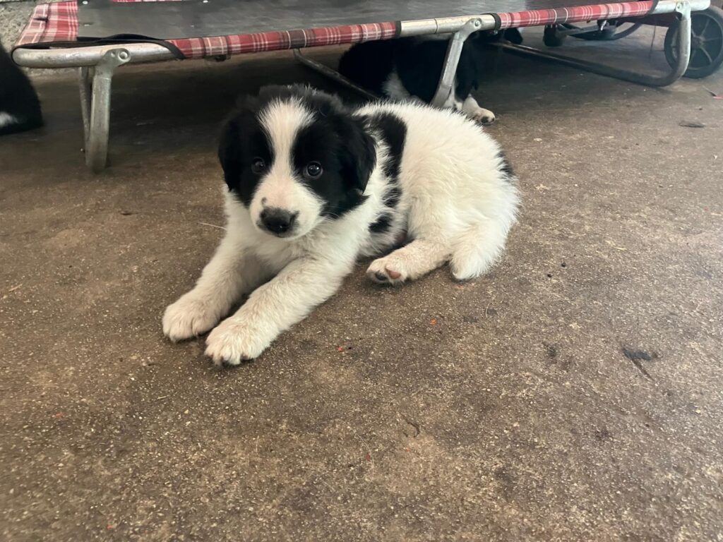 Cucciole di Border Collie