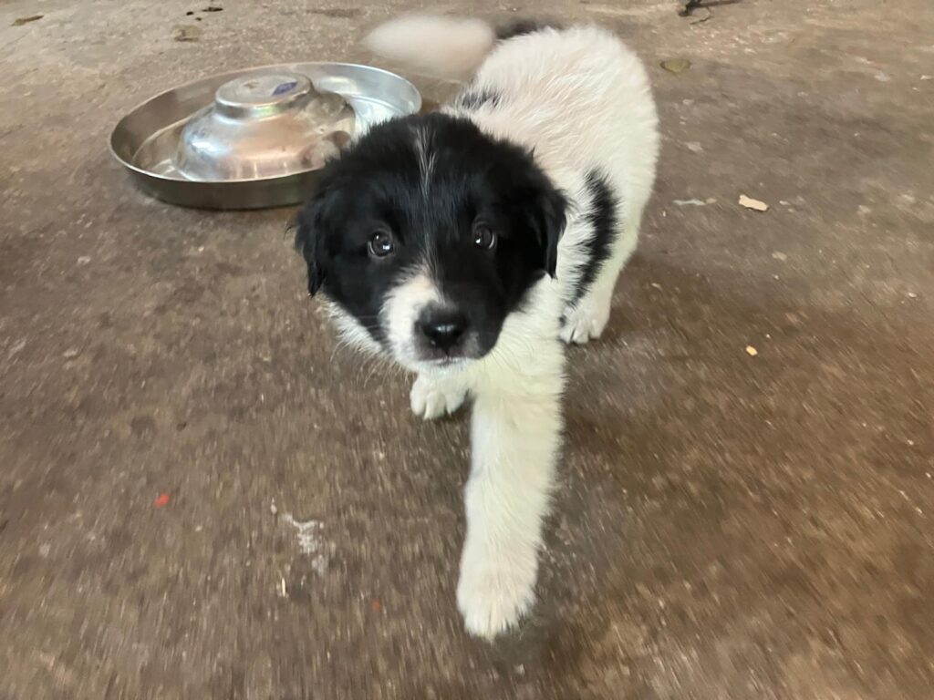 Cucciole di Border Collie
