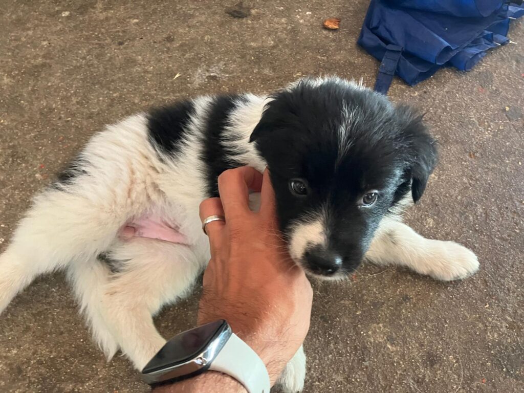 Cucciole di Border Collie