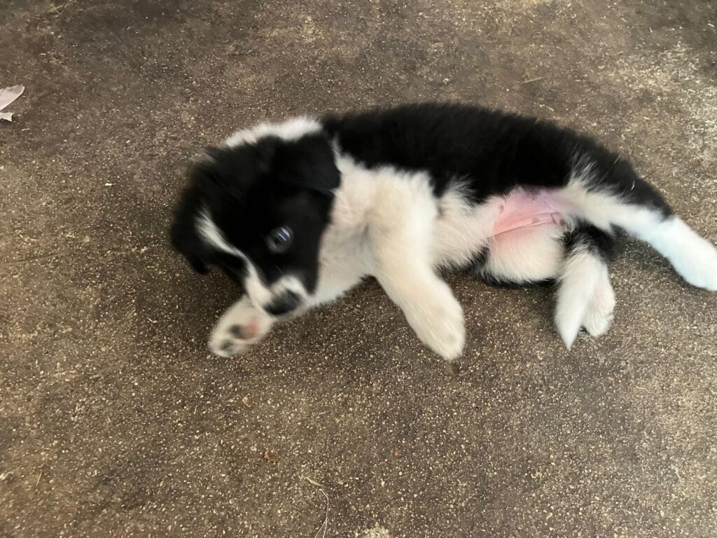 Cucciole di Border Collie